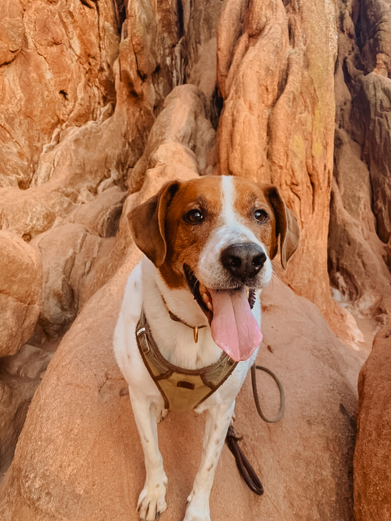 Dog with tongue out standing on red rocks at Garden of the Gods