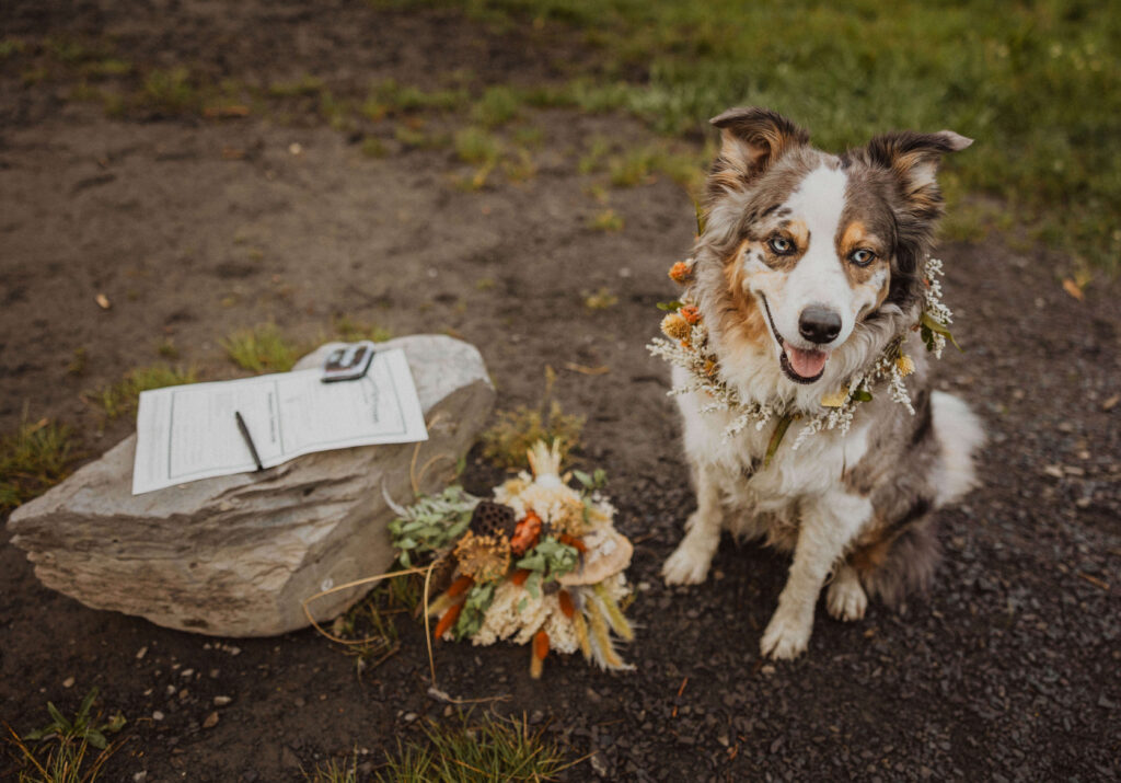 dog posing with marriage license at Crested Butte elopement