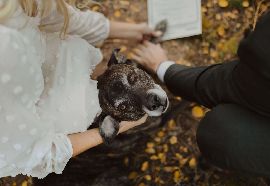 dog looking at camera while couple is having dog stamp marriage license with paw