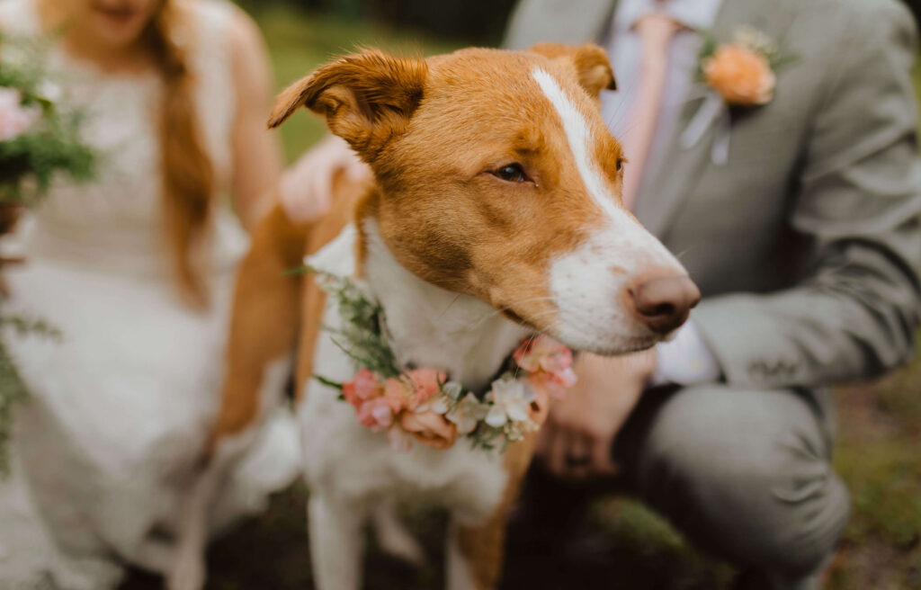 elopement couple posing with their dog