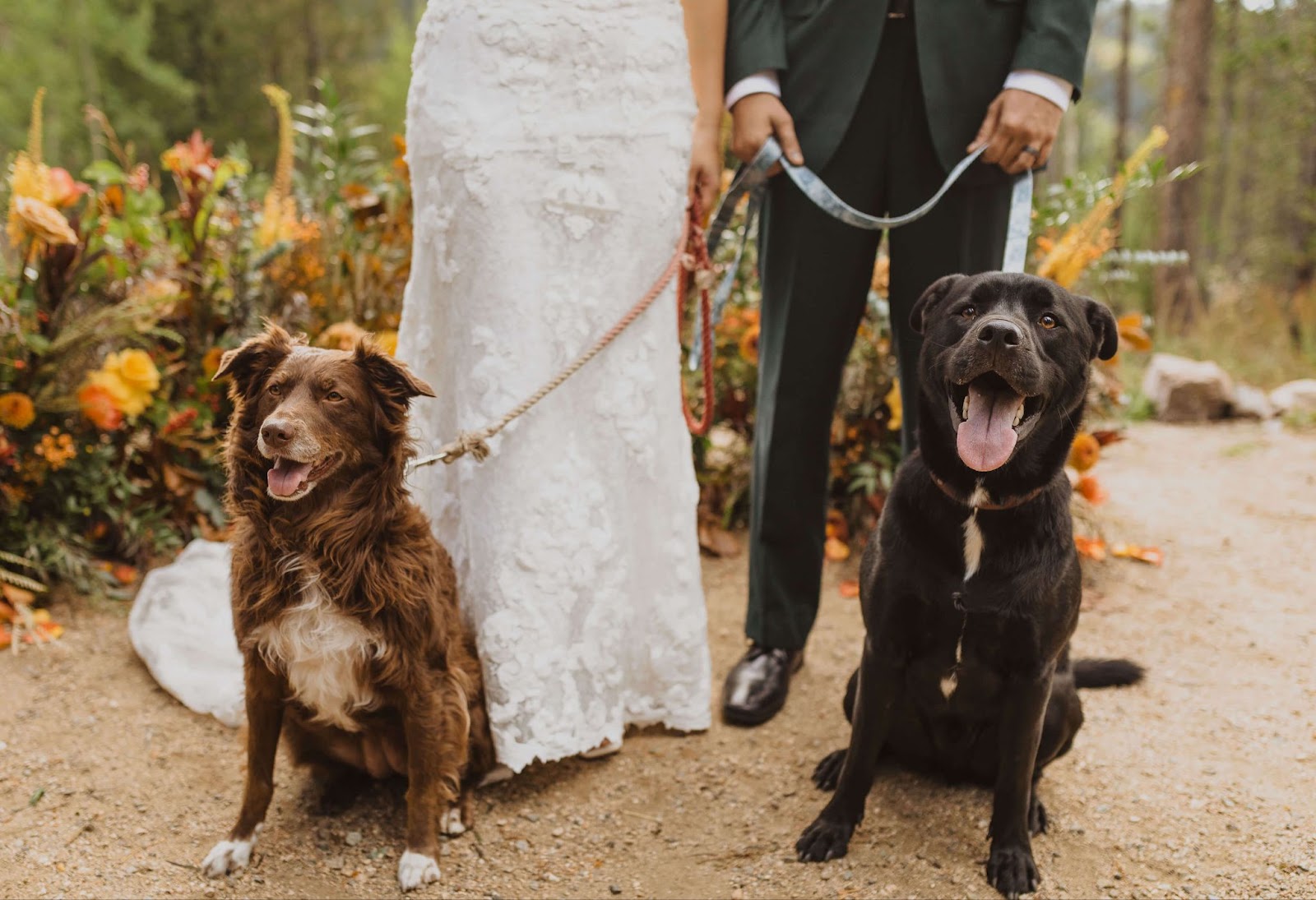 couple with two dogs on their leashes and dogs looking at camera