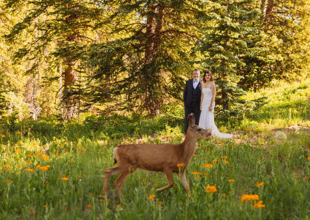 Bride and groom looking at deer in beautiful outdoor elopement location