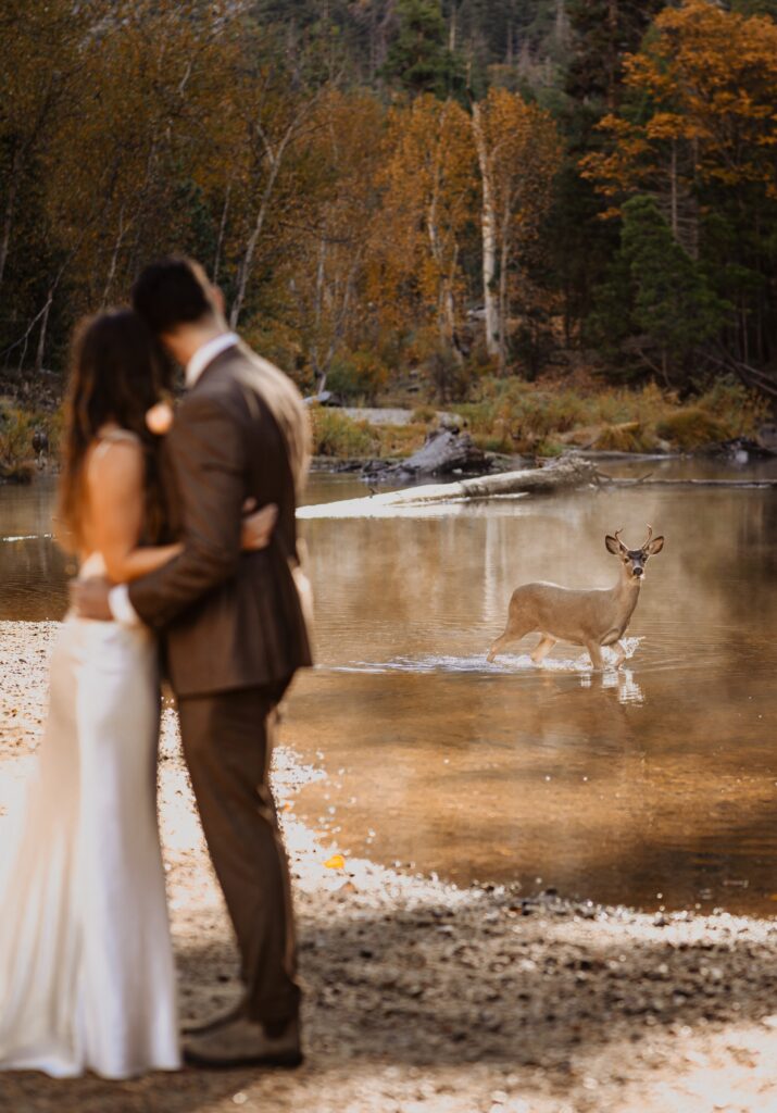Bride and groom looking at deer at Yosemite National Park