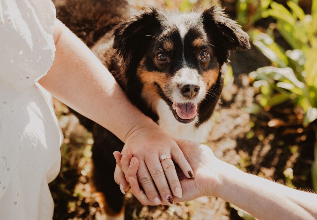Two hands holding each other with engagement ring with a dog looking at the camera.